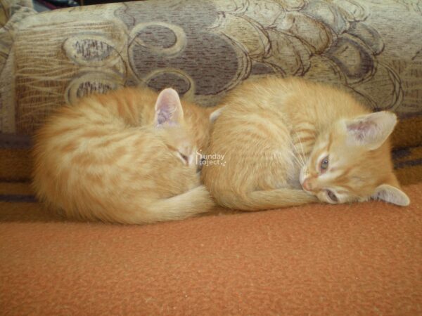 dwa rude kociaki Dwa rude kociaki