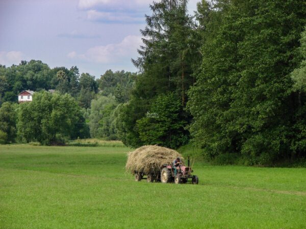 Traktor żniwa koszenie trawy Żniwa - sianokosy