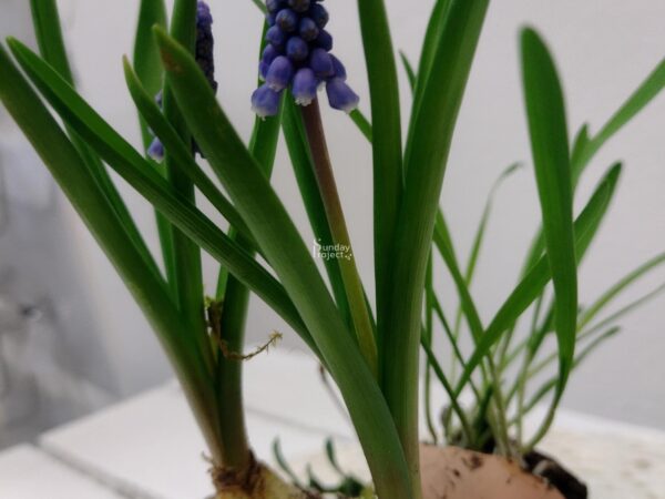 dekoracja szafirek dekoracja wosenna szafirek