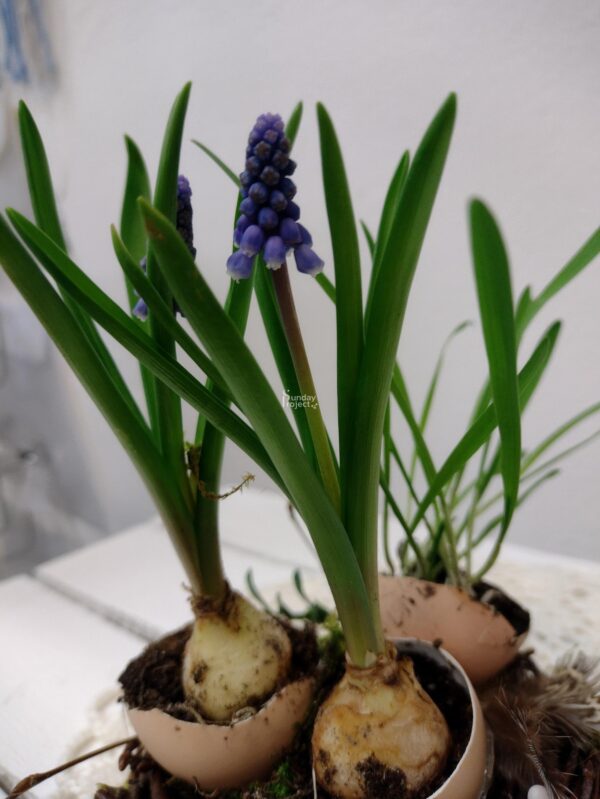 dekoracja szafirek dekoracja wosenna szafirek