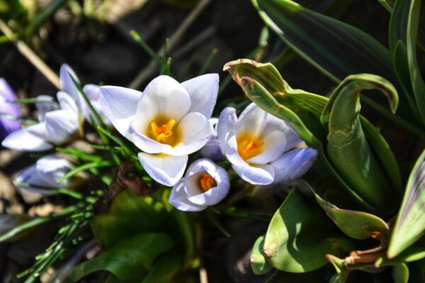 krokus Krokus biały wiosna