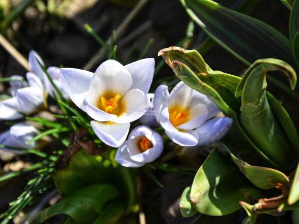 krokus Krokus biały wiosna