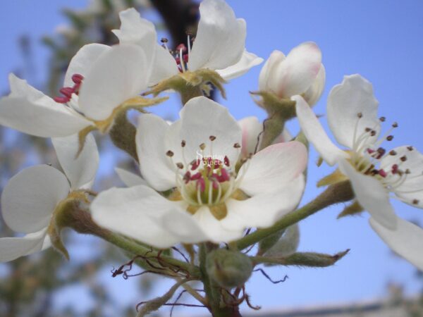 kwiat jabłoni Kwiat Jabłoni