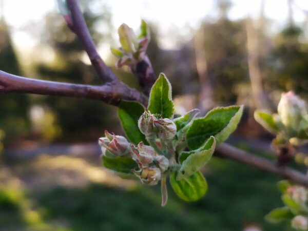 kwiat jabłoni - pąki kwiat jabłoni - pąki