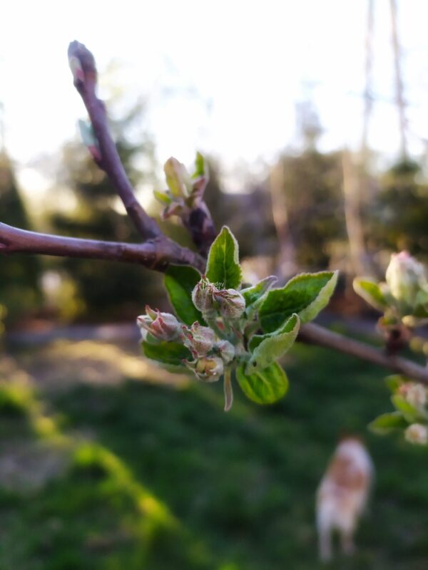 kwiat jabłoni - pąki kwiat jabłoni - pąki