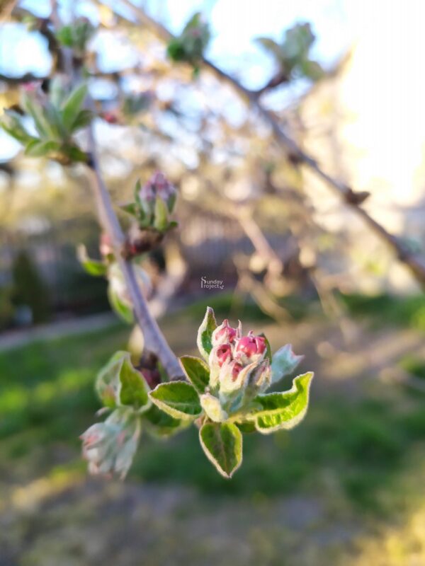 pąki jabłoni kwiat jabłoni - pąki
