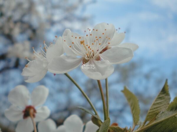 kwiat wiśni Kwiat Wiśni