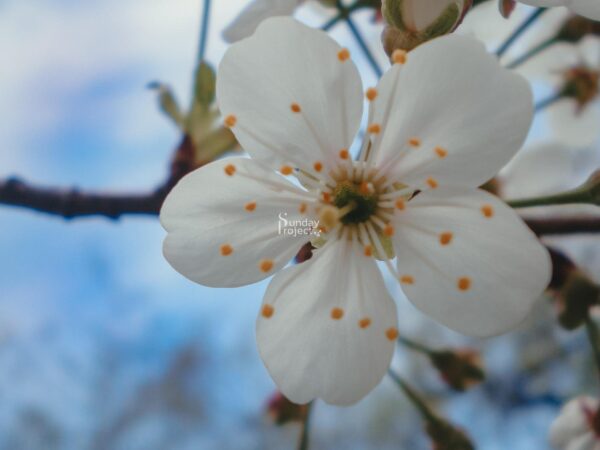 kwiat wiśni Kwiat Wiśni