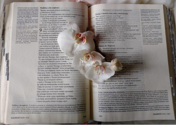 storczyk na biblii storczyk na biblii