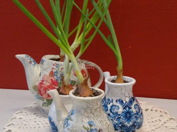 szczypior w słoiczku szczypior w dzbanuszkach