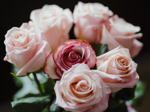 romantyczny bukiet róż bukiet róż