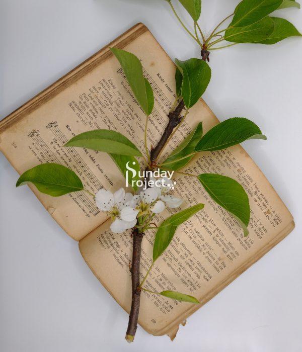 śpiewnik kwiat gruszy śpiewnik, kwiat gruszy