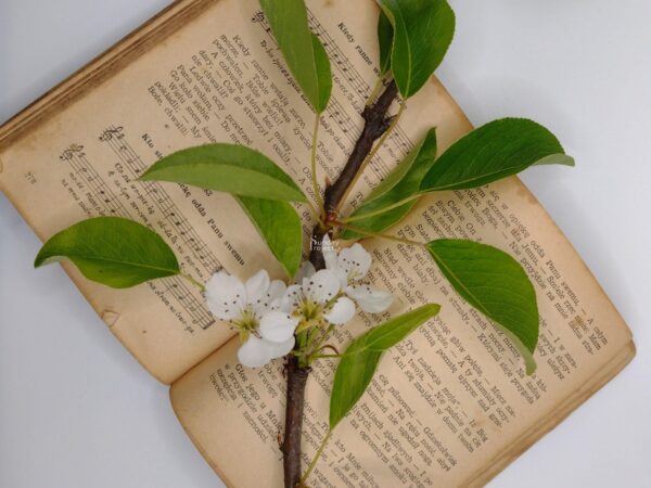 śpiewnik kwiat gruszy śpiewnik, kwiat gruszy