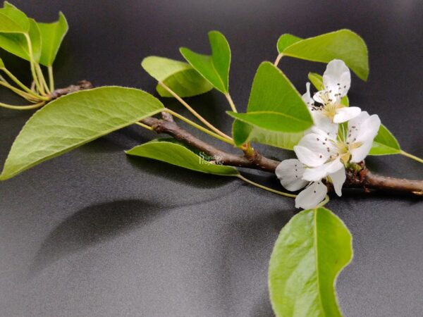 kwiat gruszy kwiat gruszy