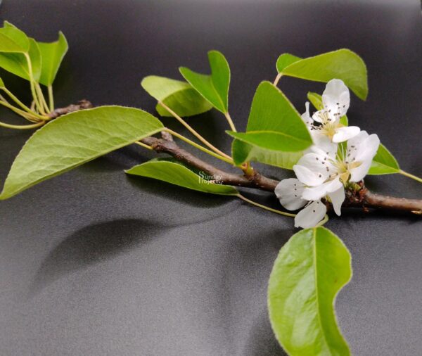 kwiat gruszy kwiat gruszy