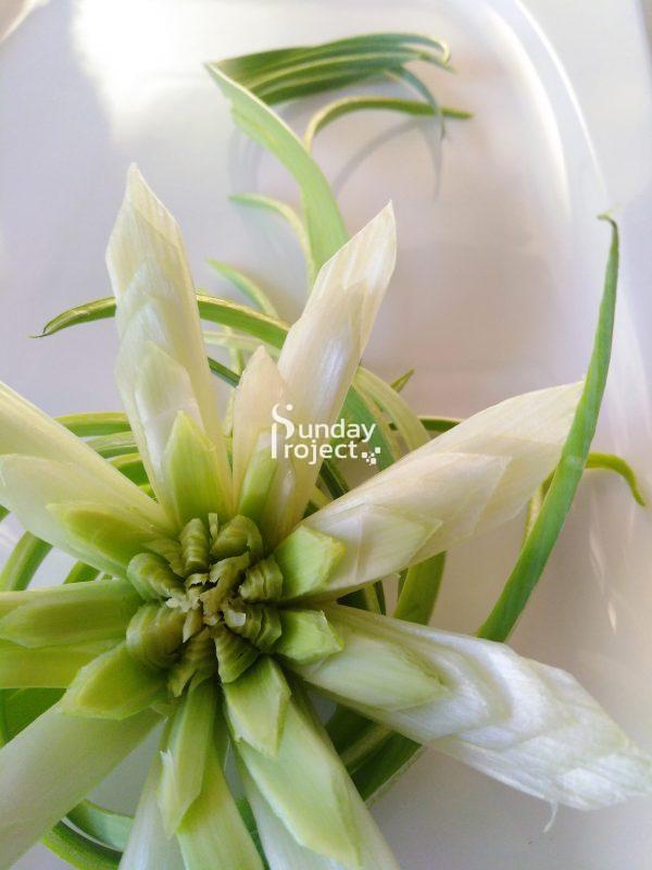 14 kwiat z pora-2028 kwiat z pora