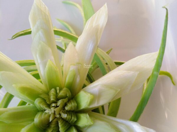 14 kwiat z pora-2028 kwiat z pora