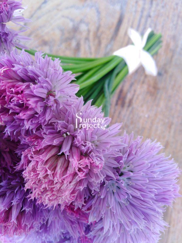 34 szczypiorek trybulka m1-2028 szczypiorek trybulka