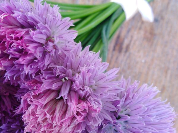 34 szczypiorek trybulka m1-2028 szczypiorek trybulka