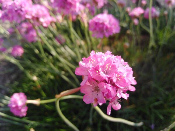 37zawciąg nadmorski m1 zawciąg nadmorski