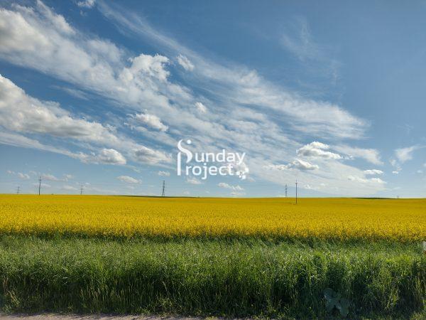 rzepak 4624x3472 Pole rzepaku - zdjęcie do pobrania