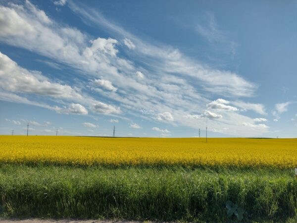 rzepak 4624x3472 Pole rzepaku - zdjęcie do pobrania