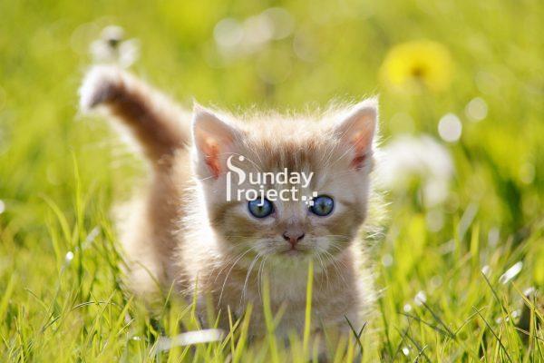 słodki rudy kot w trawie rudy kociak