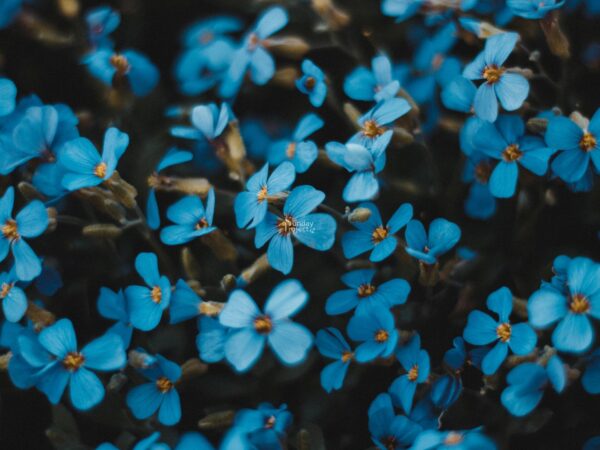 obraz do pobrania papier elektroniczny do decoupage niezapominajki niezapominajki obraz do pobrania do decoupage