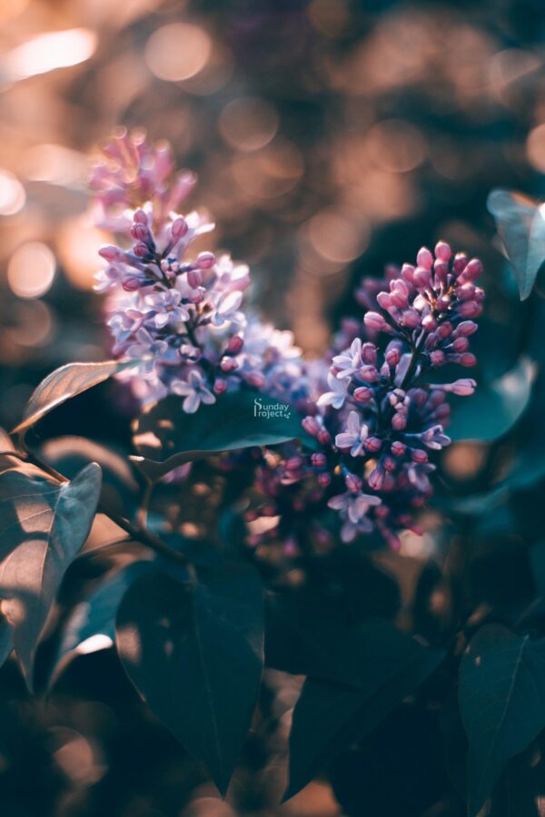 obraz do pobrania bez lilak, papier elektroniczny do transferu fioletowy bez obraz do pobrania, papier do decoupage