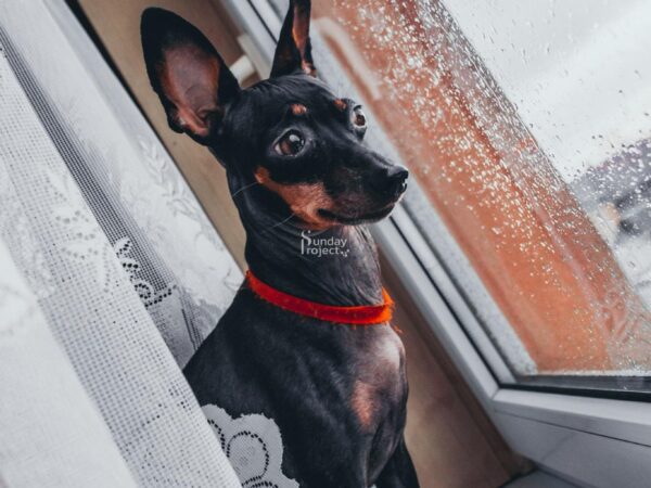 pies pinczer pies pinczerek