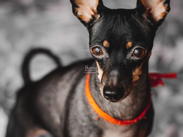 pies pinczer pies pinczerek