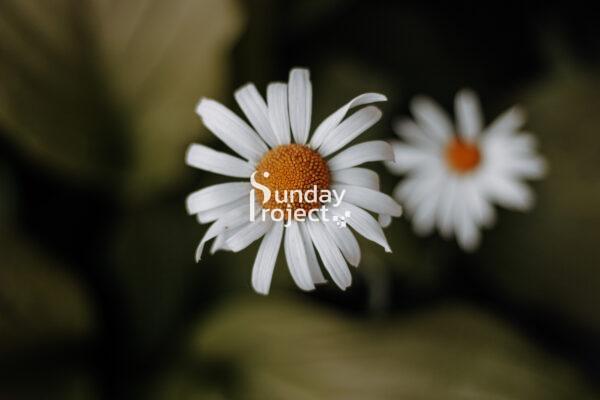 rumianek 1 Rumianek, kwiaty rumianku - zdjęcie do pobrania