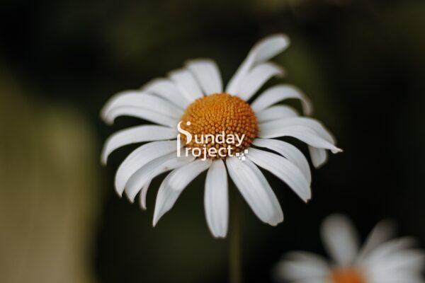 rumianek 3000 Rumianek