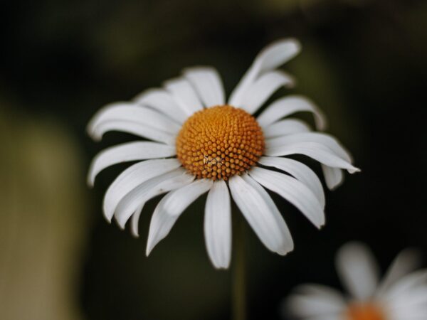 rumianek 3000 Rumianek