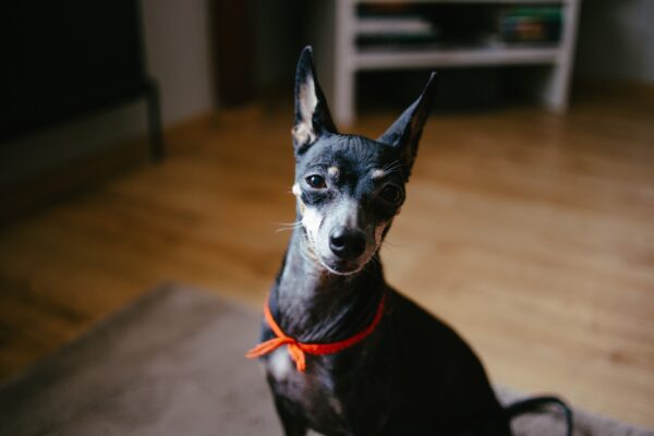 pies pinczer Pies pinczerek