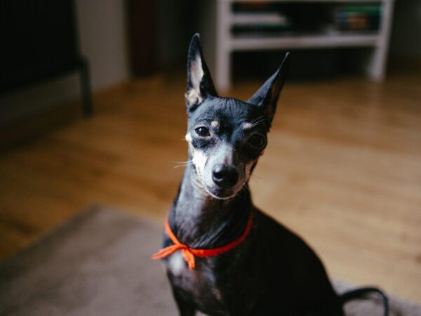 pies pinczer Pies pinczerek