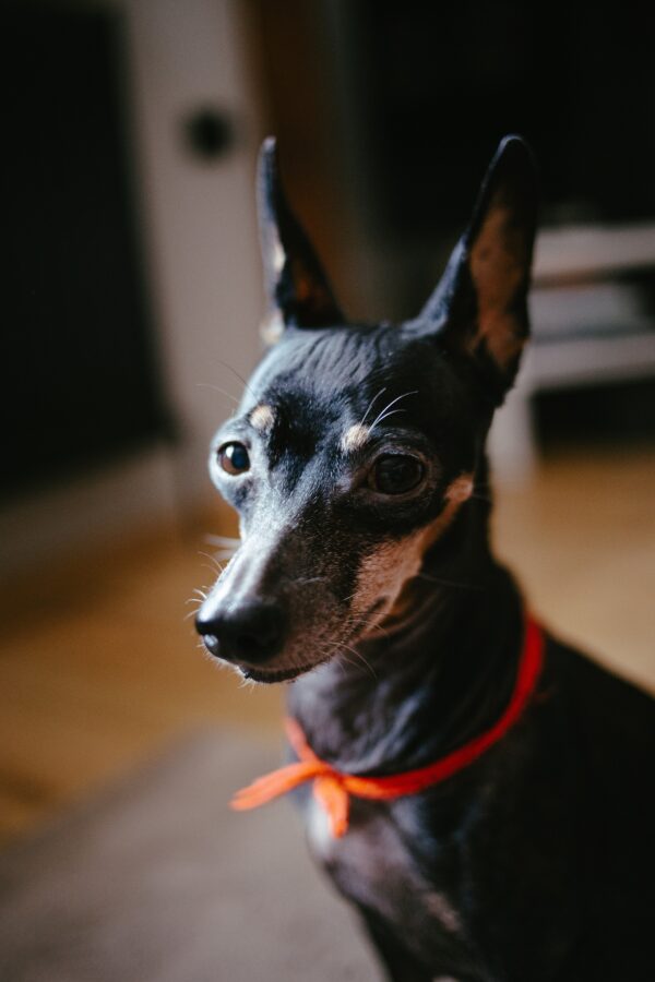 pinczer Pies pinczerek pupil