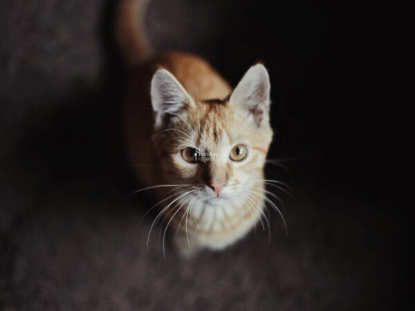 rudy kot Rudy kot - zdjęcie do pobrania