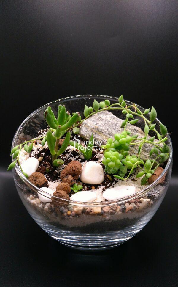 las w szkle (1) Las w szkle, las w słoiku