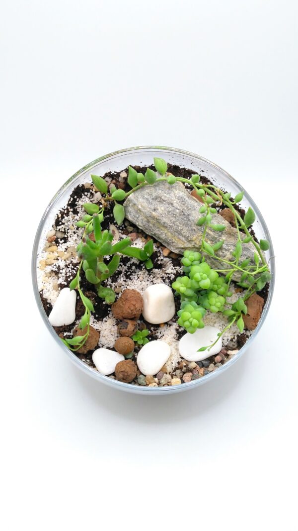 las w szkle Las w szkle, las w słoiku, sukulenty - zdjęcie do pobrania