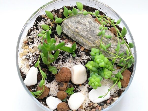 las w szkle Las w szkle, las w słoiku, sukulenty - zdjęcie do pobrania