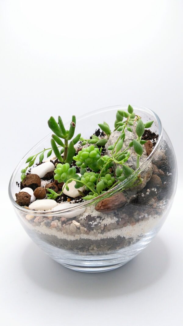 las w szkle Las w szkle, las w słoiku, sukulenty