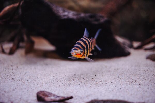 rybki akwarium Rybki w akwarium