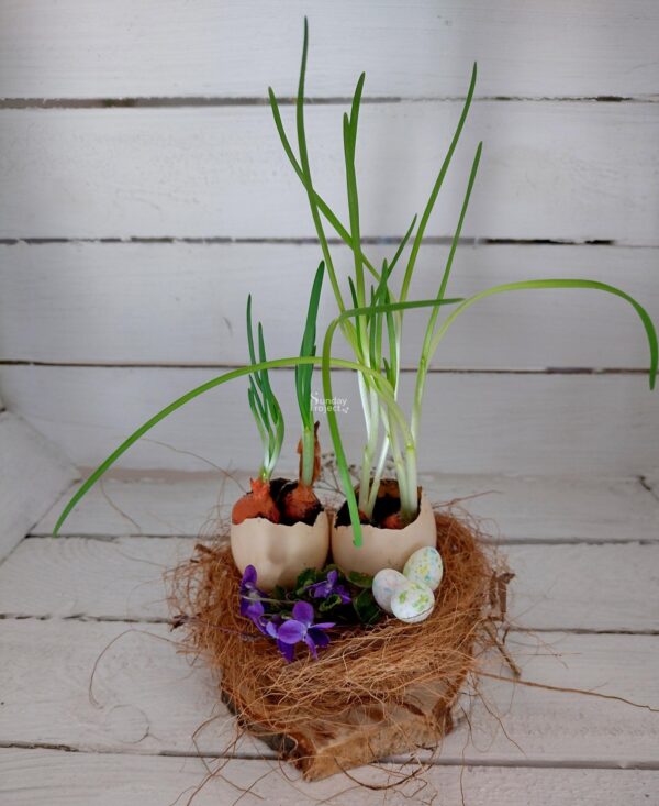 dekoracja wielkanocna naturalna Naturalna dekoracja - szczypior w skorupce. Wielkanoc