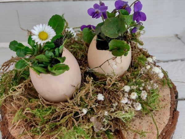 dekoracje naturalne wielkanoc Naturalna dekoracja Wielkanoc - fiołek w wydmuszce