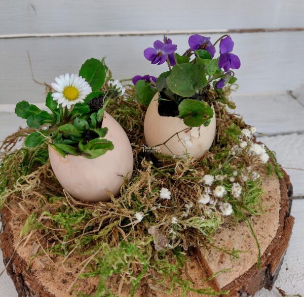 dekoracje naturalne wielkanoc Naturalna dekoracja Wielkanoc - fiołek w wydmuszce