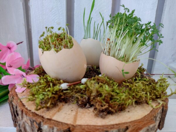 naturalna dekoracja Naturalna dekoracja - rzeżucha w skorupce. Wielkanoc