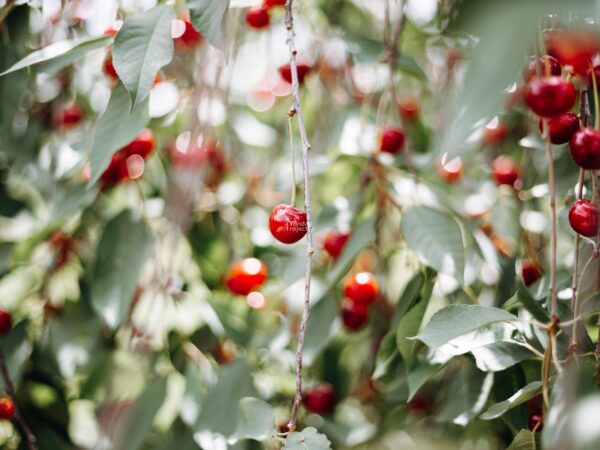 wiśnie1 Dojrzałe wiśnie na drzewie - zdjęcie do pobrania