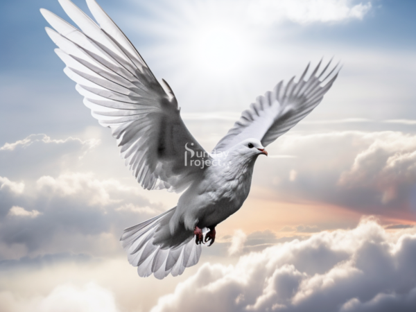 gołąb grafika Duch święty grafika do pobrania gołąbek, bierzmowanie