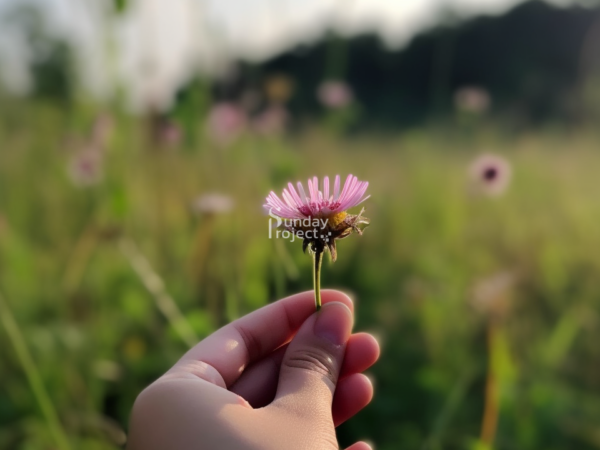 60cm M2 kwiatek zerwany na łące grafika do pobrania stokrotka w ręku, kwiat zerwany na łące